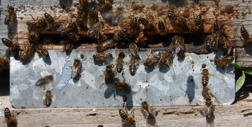 Nieznany sprawca ukradł ule z pszczołami. Policja poszukuje świadków