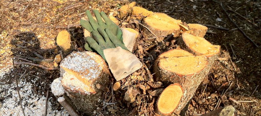 49-latek kradł drewno z lasu, wpadł na gorącym uczynku