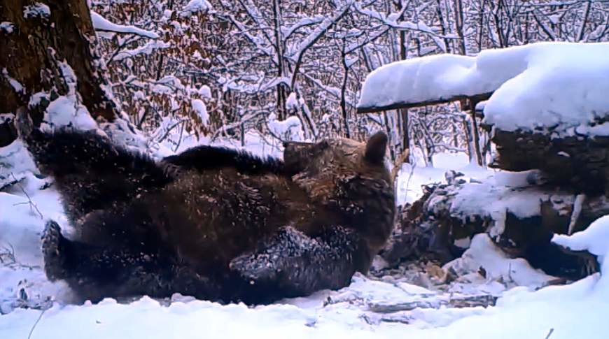 W Bieszczadach niedźwiedzie wciąż nie śpią [FILM]