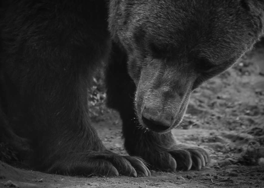 W Bieszczadach niedźwiedź zaatakował mężczyznę