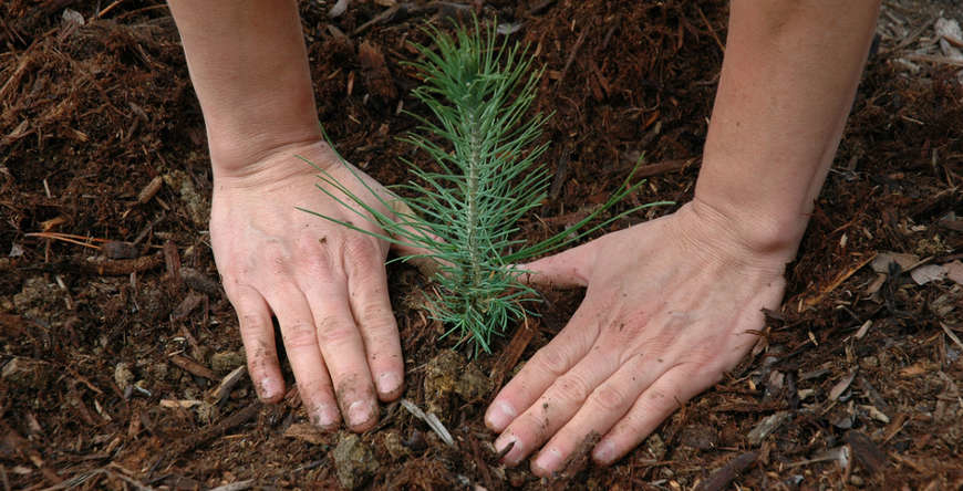 Drzewko dla sanoczan: Będą rozdawać darmowe sadzonki
