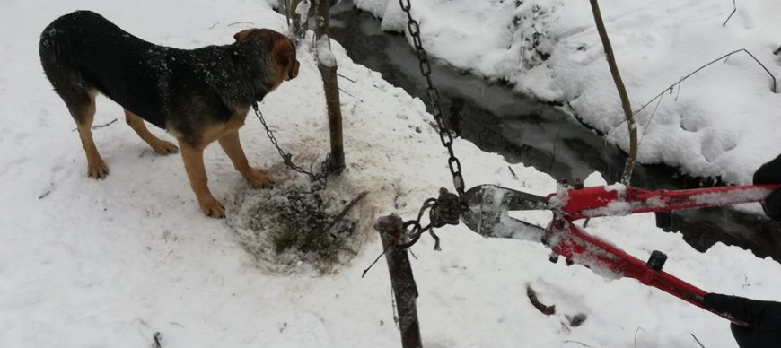 Policjanci pomogli psu "skazanemu na pewną śmierć" [ZDJĘCIA]