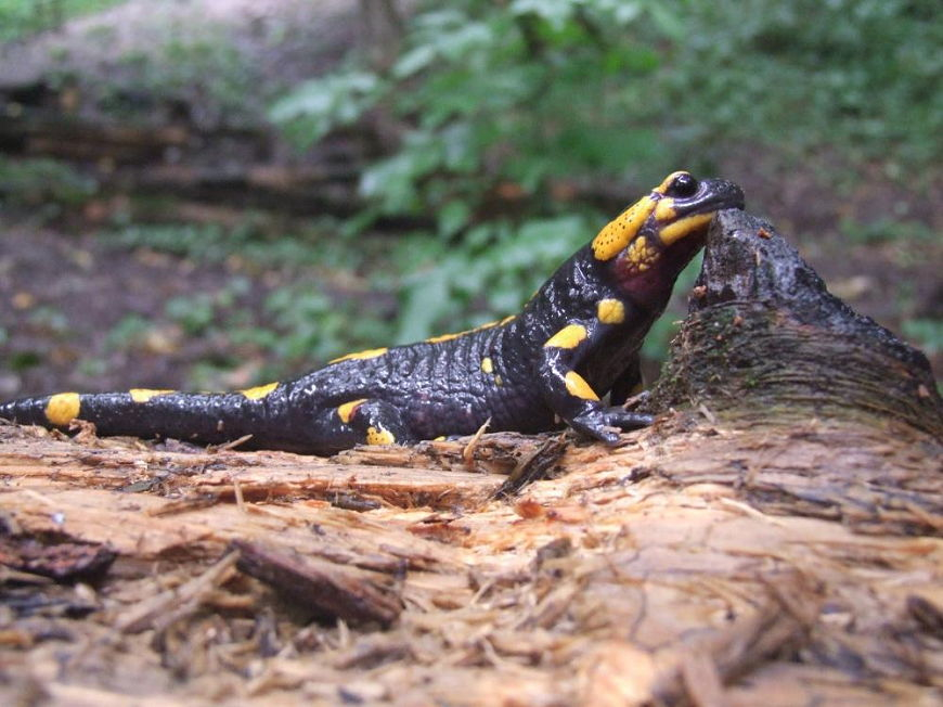 Młode salamandry przychodzą na świat [ZDJĘCIA]