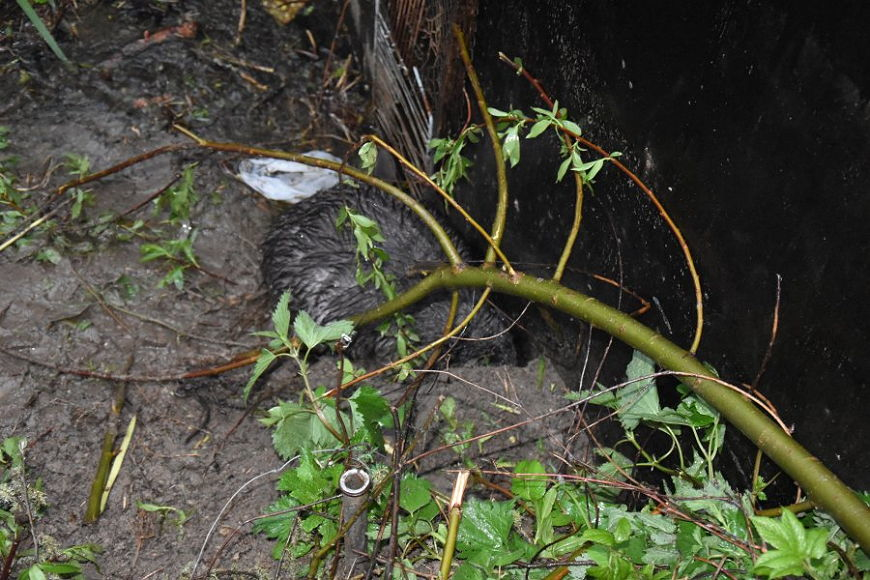 Uratowano bobra, który złapał się we wnyki