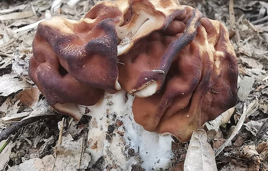 Nietypowy grzyb znaleziony w bieszczadzkich lasach