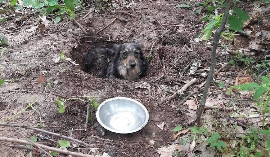 Ktoś zakopał żywcem psa w lesie. Policja szuka zwyrodnialca