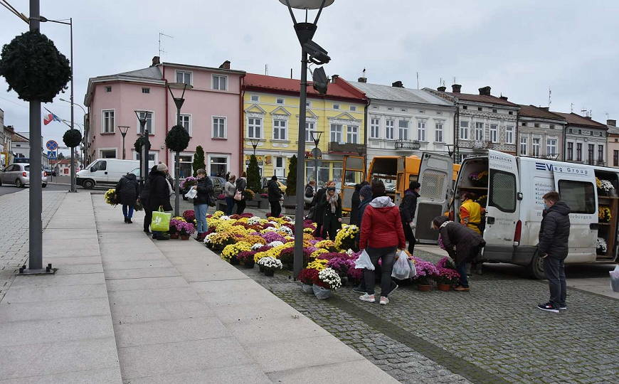 Ponad 3 tysiące chryzantem trafiło w ręce mieszkańców gminy Brzozów [ZDJĘCIA]