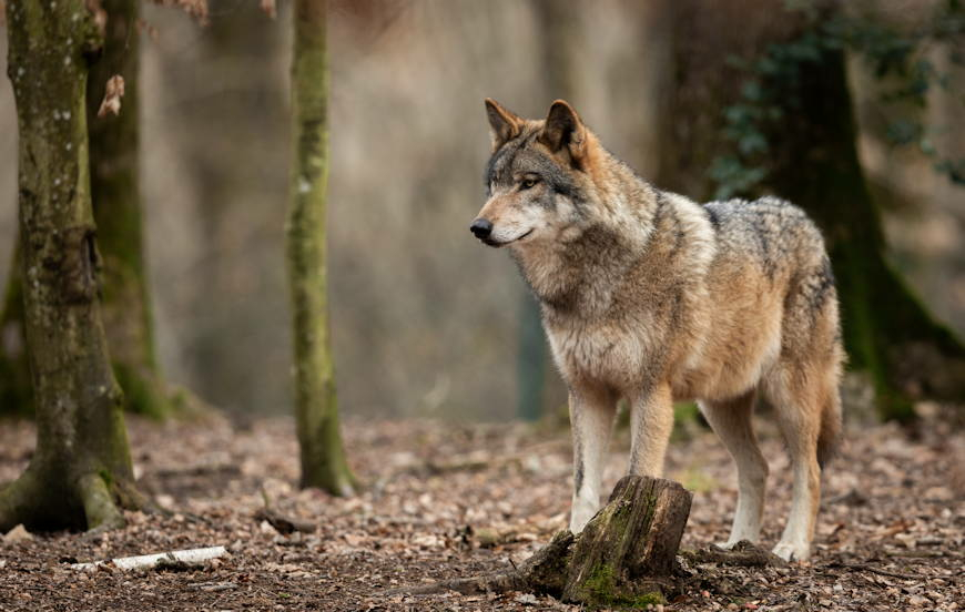 Gmina Dydnia: Komunikat dot. zagrożenia ze strony wilków