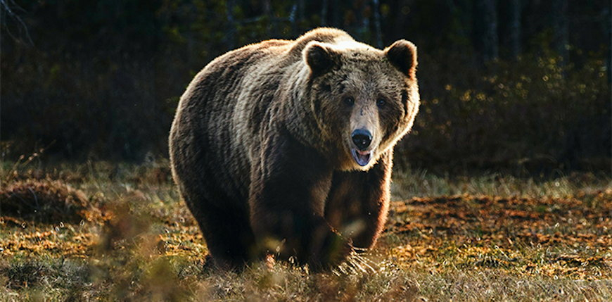 Gmina Dydnia: Informacja o pojawieniu się niedźwiedzia