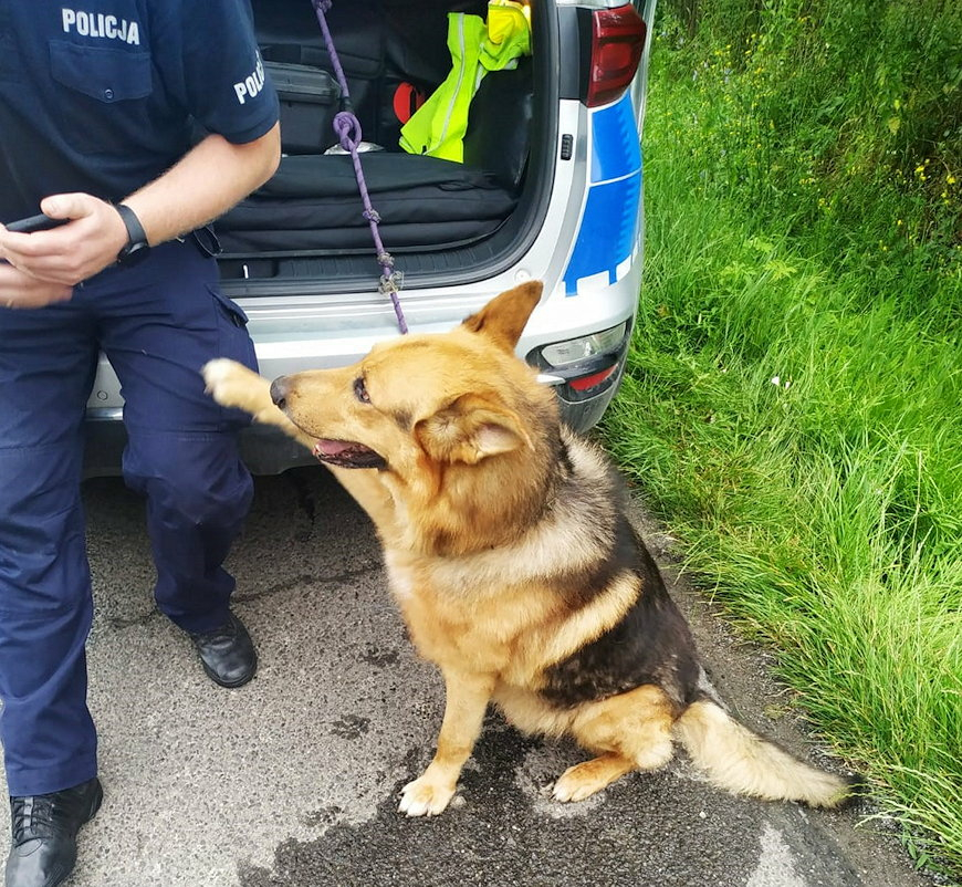 Policjanci zaopiekowali się psem. Teraz szukają jego właściciela [ZDJĘCIA]