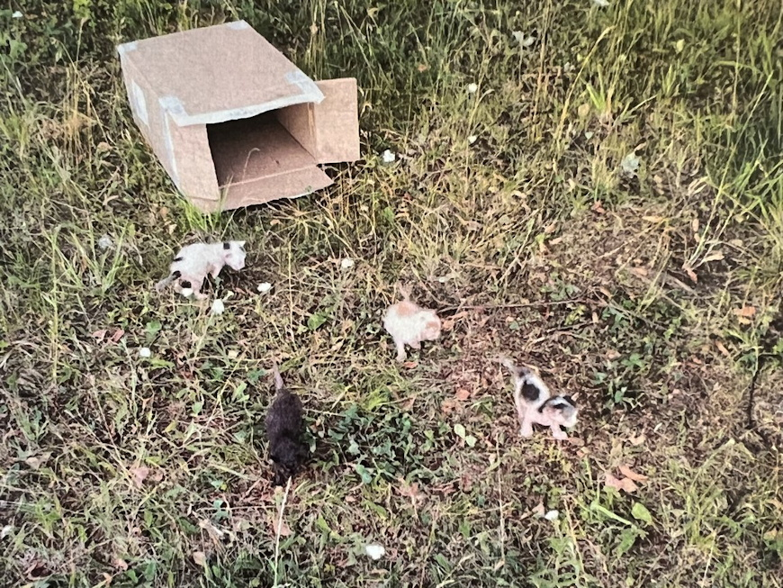 Porzucił w polach kartonowe pudełko. W środku było 6 małych kotów [ZDJĘCIA]