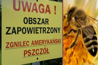 Gmina Dydnia: UWAGA! Obszar zapowietrzony – zgnilec amerykański pszczół